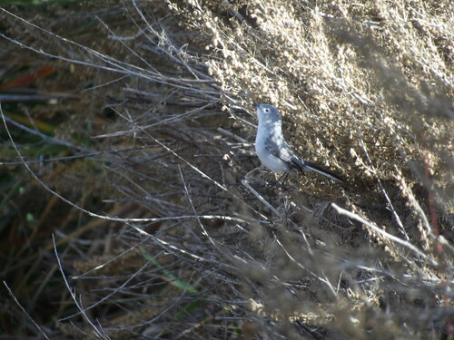 iNaturalist observation photo of Blue-gray Gnatcatcher