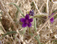 Anchusa negevensis