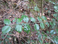 Vanguerieae