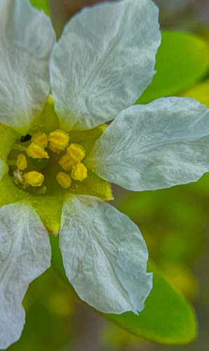 Pemphis acidula observed 2024-11-24