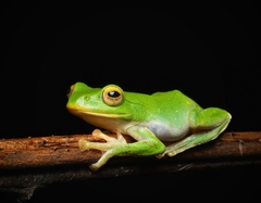 Taipei Flying Frog photo 5