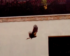 Milvus migrans parasitus