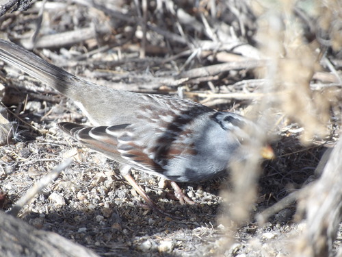 iNaturalist observation photo of White-crowned Sparrow
