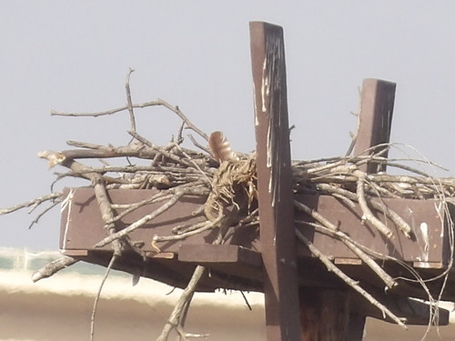 iNaturalist observation photo of Osprey