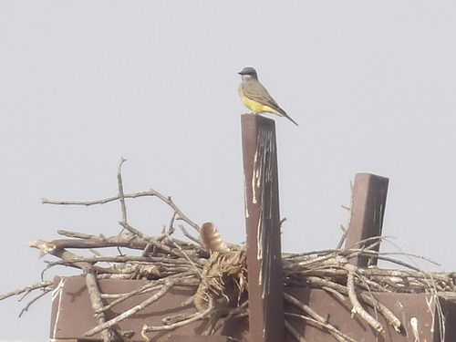 iNaturalist observation photo of Cassin's Kingbird