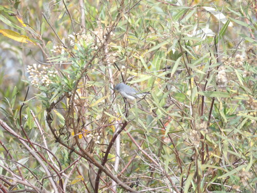 iNaturalist observation photo of Blue-gray Gnatcatcher