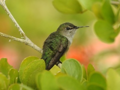 Vervain Hummingbird photo 2