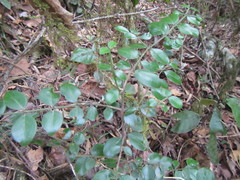 Vanguerieae