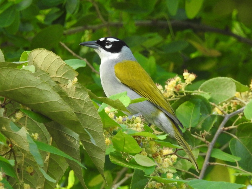 Black-crowned Palm-Tanager photo