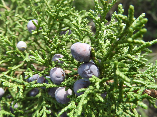 Rose-fruited Juniper