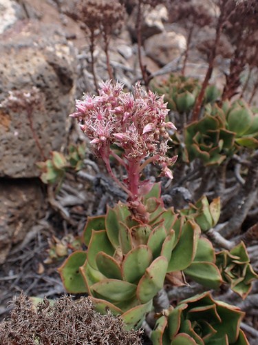 Aeonium lancerottense