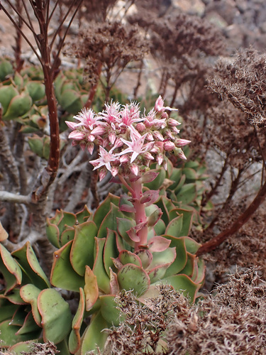 Aeonium lancerottense