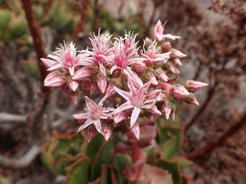 Aeonium lancerottense