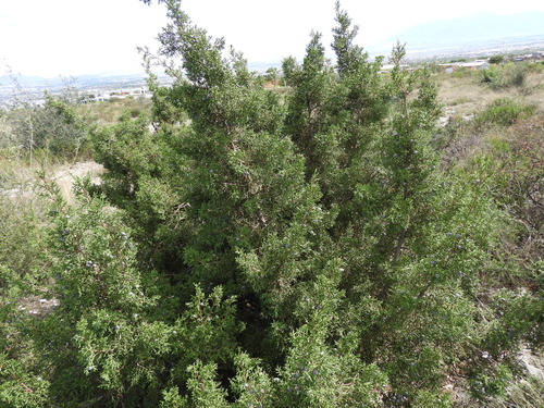Image of Juniperus coahuilensis by (c) Leticia Jiménez Hernández, some rights reserved (CC BY-SA)