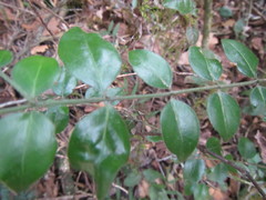 Vanguerieae