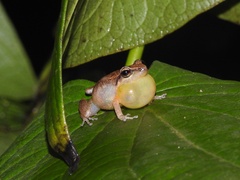 Common Chirping Frog photo 2
