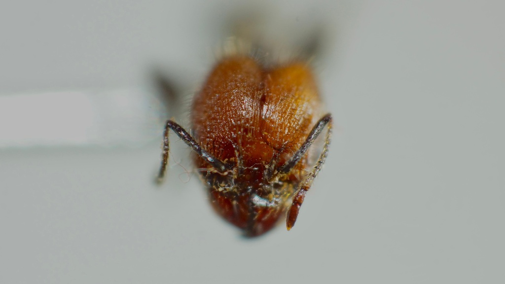 Pheidole fallax