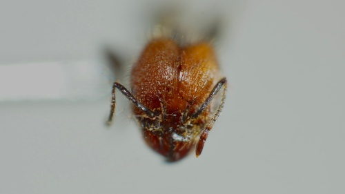 Pheidole fallax