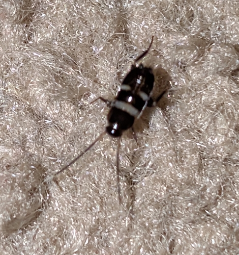 Smoky brown cockroach