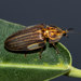 Dixon's Striped Firefly - Photo (c) Maribel Armenteros, some rights reserved (CC BY-NC), uploaded by Maribel Armenteros