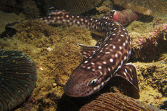 Coral Catshark photo 4