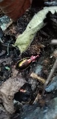 Carabus splendens