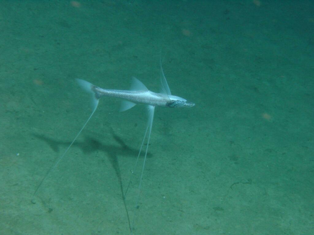 Tripodfish