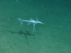 Tripodfish photo 1