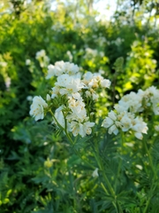 Polemonium foliosissimum