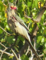 Urocolius indicus transvaalensis