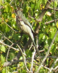 Urocolius indicus transvaalensis