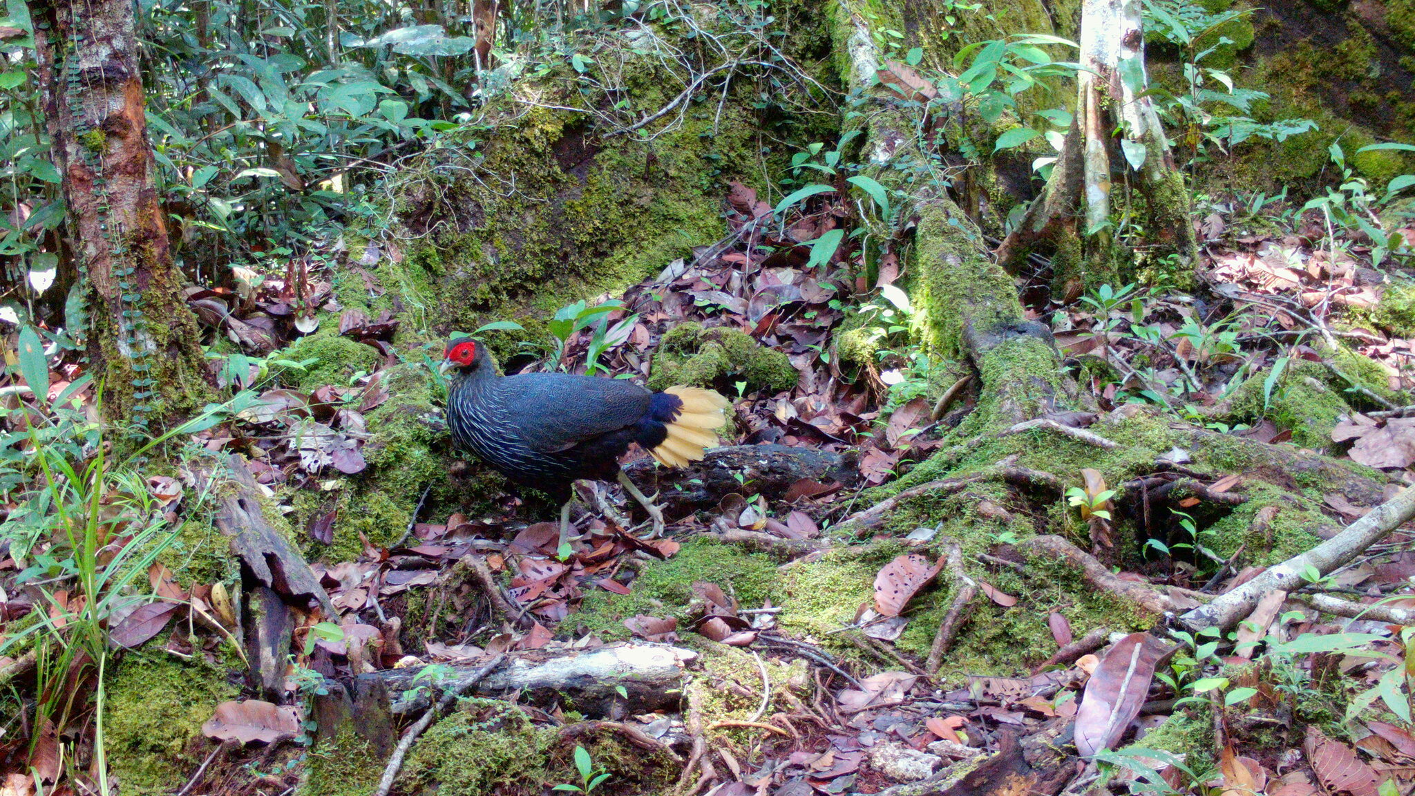 Malayan Crestless Fireback