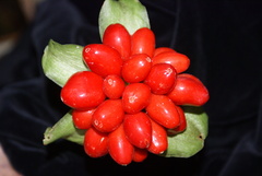 Scadoxus membranaceus