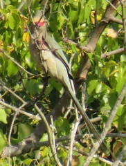 Urocolius indicus transvaalensis