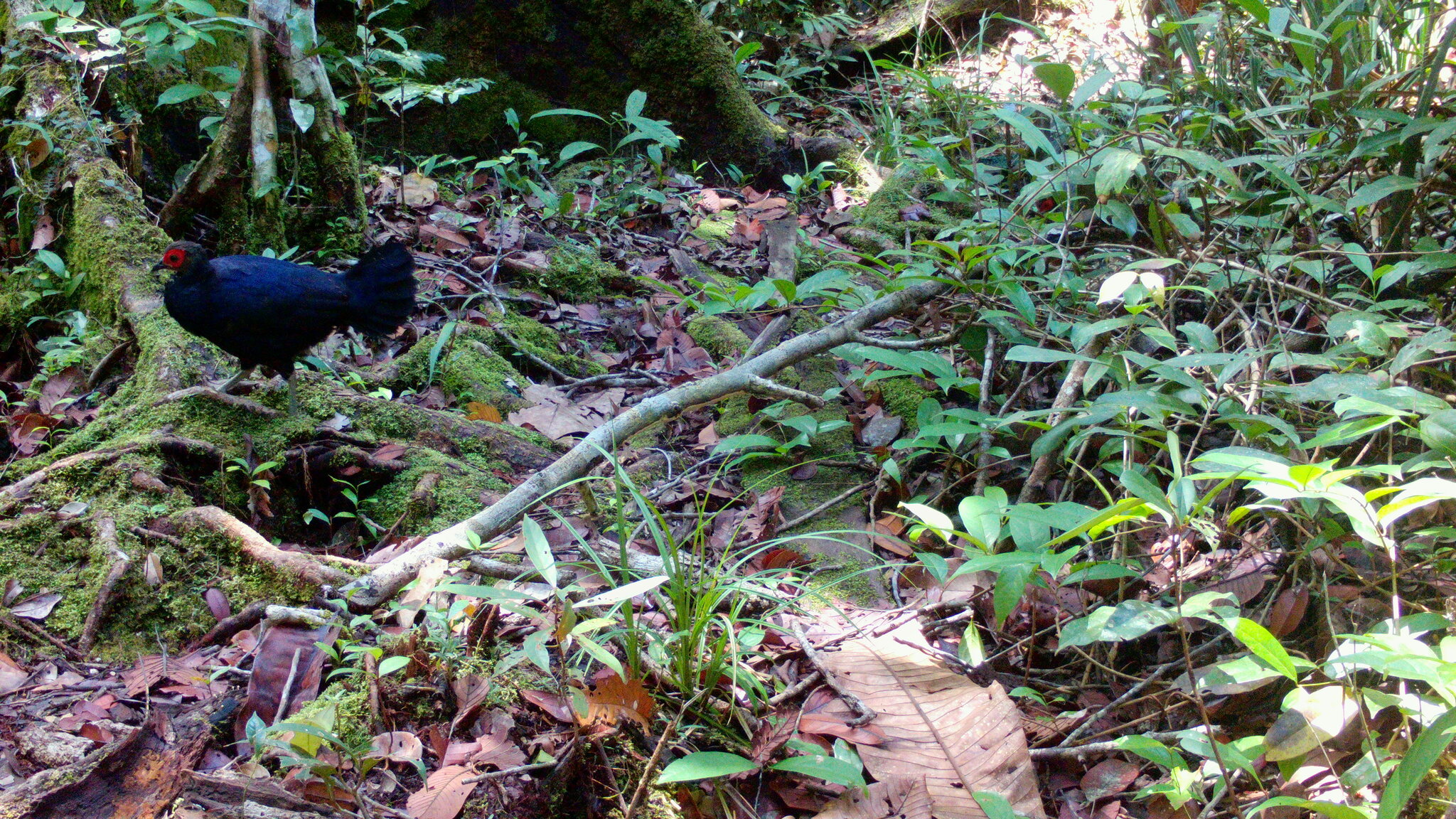 Malayan Crestless Fireback