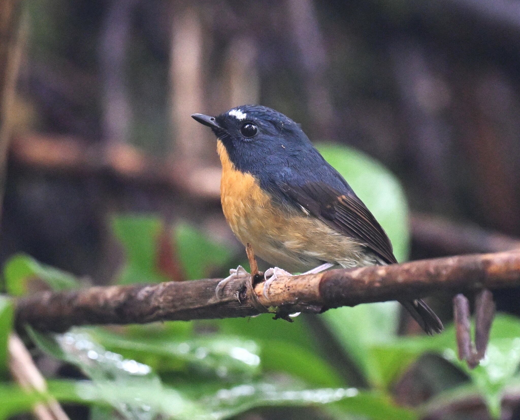 Snowy-browed Flycatcher
