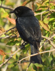 Melaenornis pammelaina ater