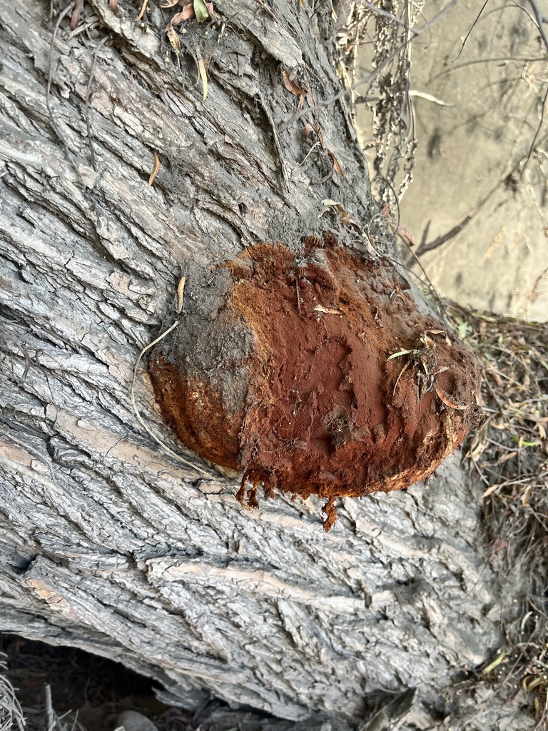Inonotus rickii