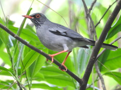 Eastern Red-Legged Thrush photo 5