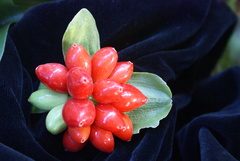 Scadoxus membranaceus