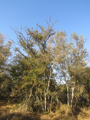 Albizia forbesii