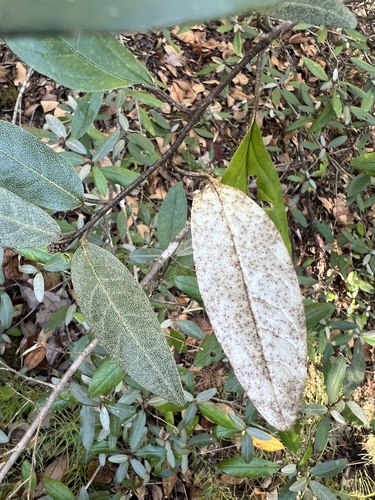 Image of Croton alabamensis by (c) sblumen, some rights reserved (CC BY)