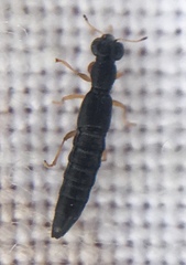 Stenus flavipes
