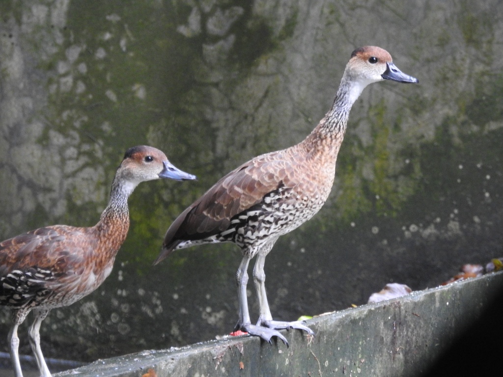 West Indian Whistling Duck