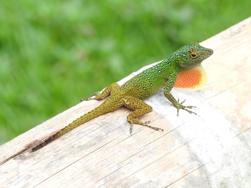 Bark Anole