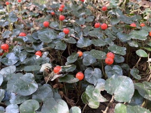 Image of Geophila herbacea by no rights reserved