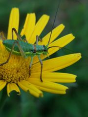 Ephippiger ephippiger