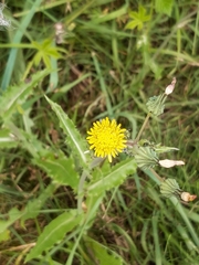 Sonchus asper