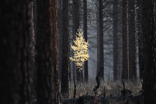 Larix occidentalis, photographed by an iNaturalist contributor