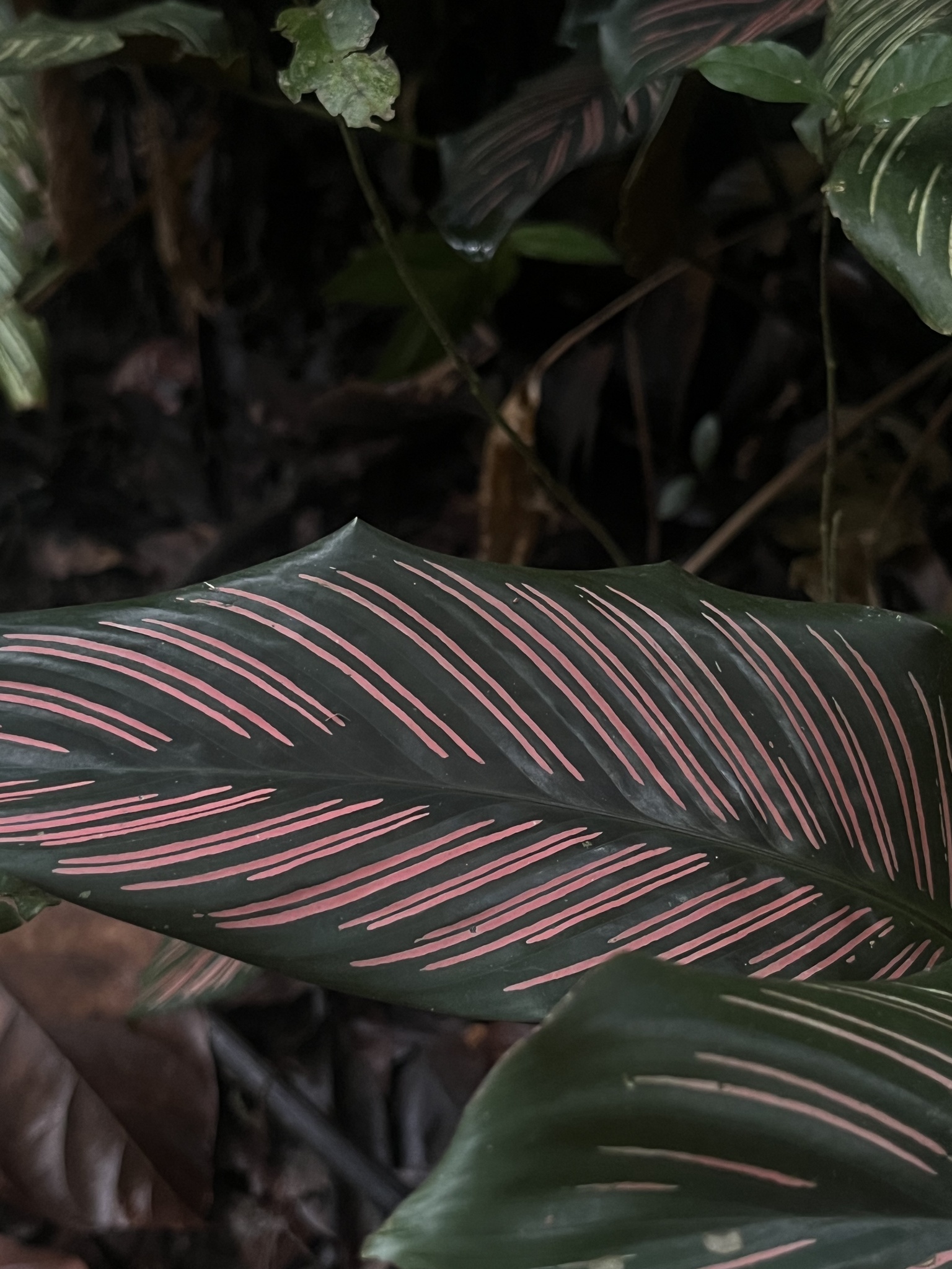 Imagem de Maranta-zebrada